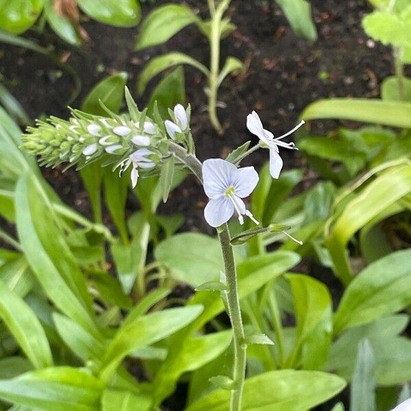 Veronica gentianoides Flower