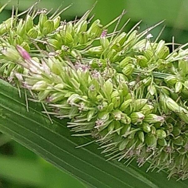 Setaria verticillata Floro