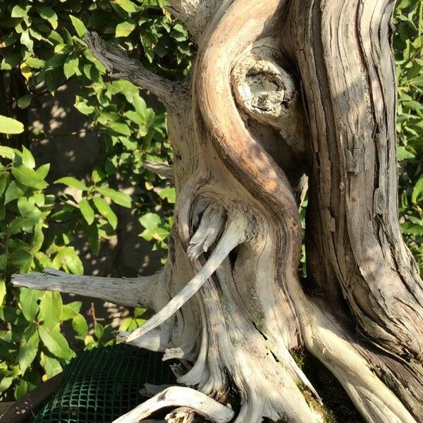 Juniperus rigida Kora