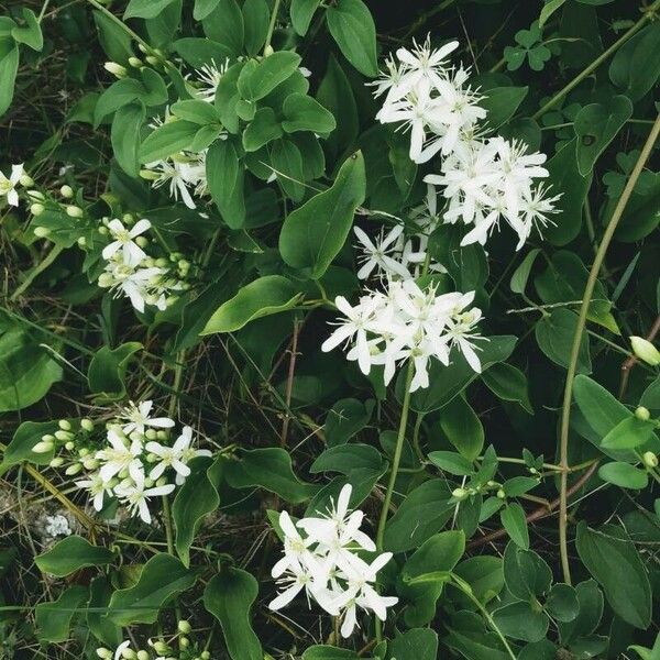 Clematis recta Habitat