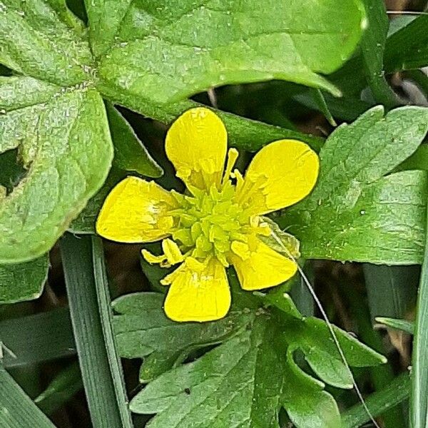 Ranunculus muricatus ফুল