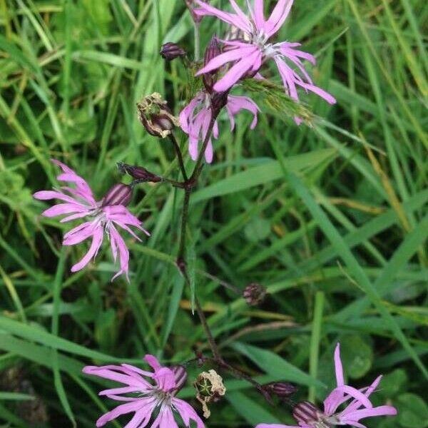 Silene flos-cuculi Fiore