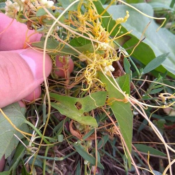 Cuscuta australis Altro