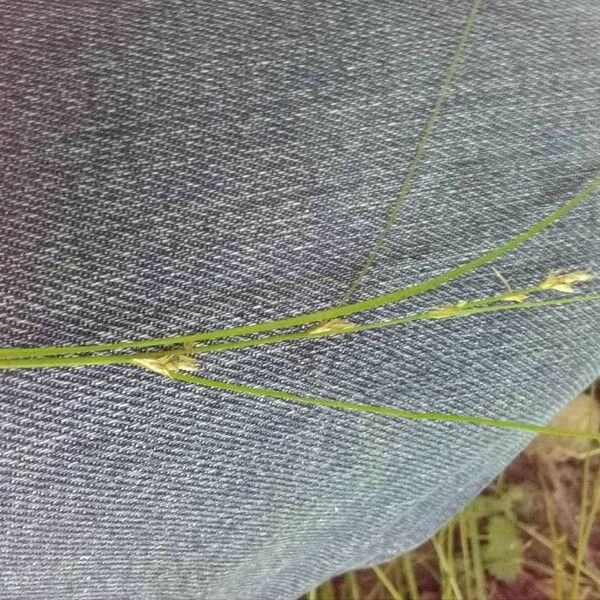 Carex remota Blodyn