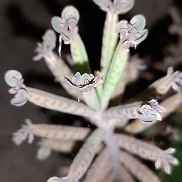 Kalanchoe delagoensis Folla