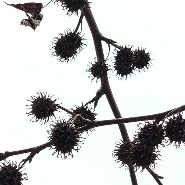 Liquidambar orientalis Fruit