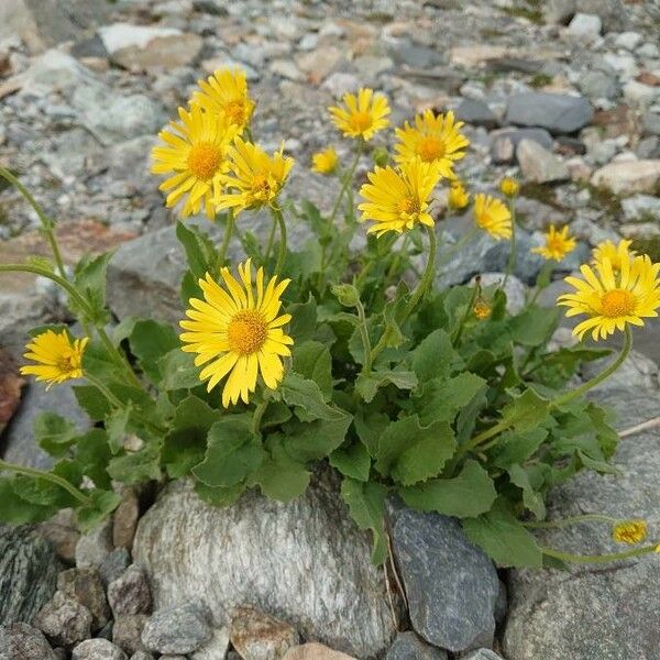 Doronicum plantagineum ശീലം