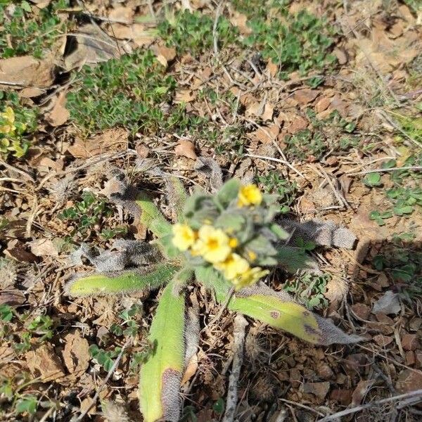 Nonea lutea Kukka