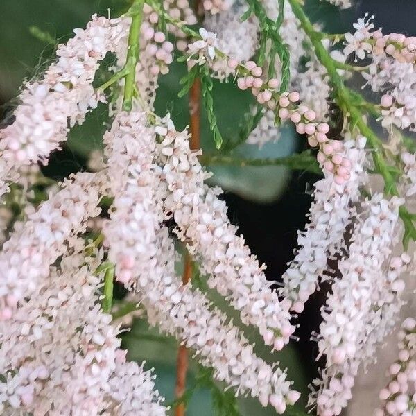 Tamarix canariensis Flower