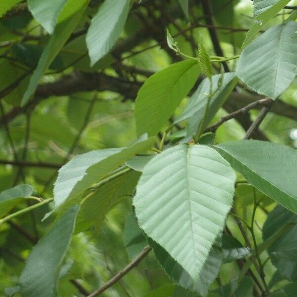 Alnus acuminata Folha