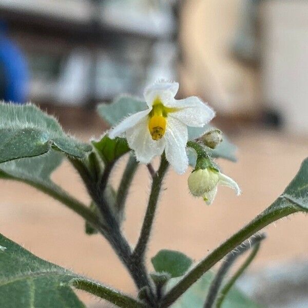 Solanum villosum Flower