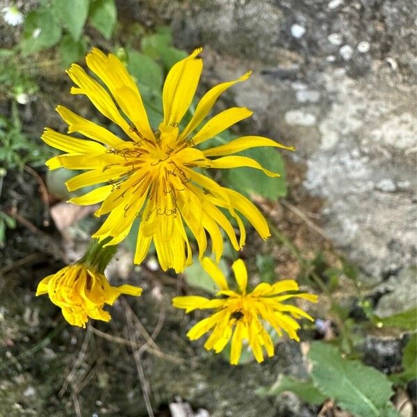 Crepis pyrenaica പുഷ്പം