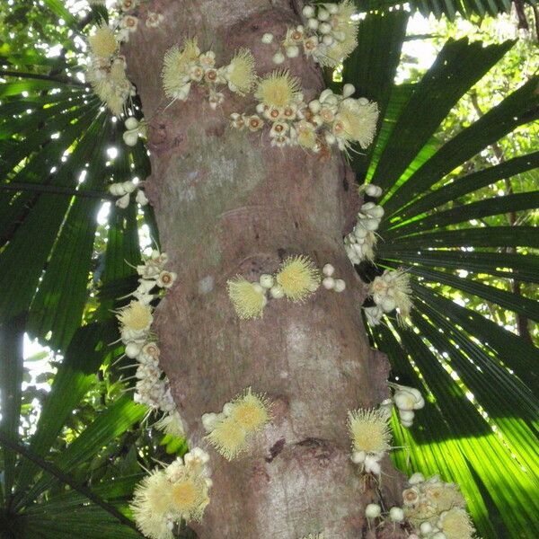 Syzygium cormiflorum Fleur