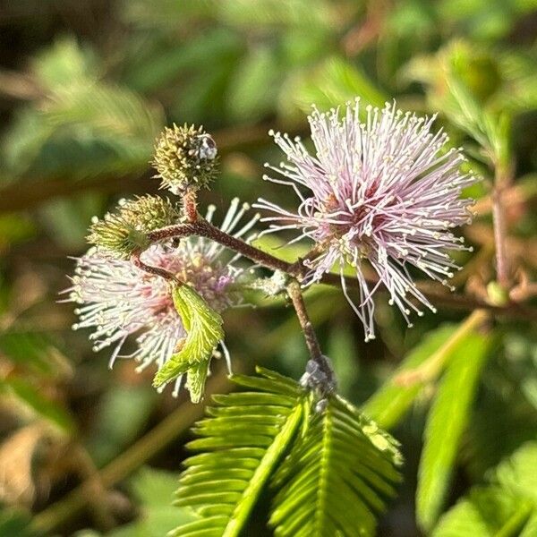 Mimosa polycarpa Λουλούδι