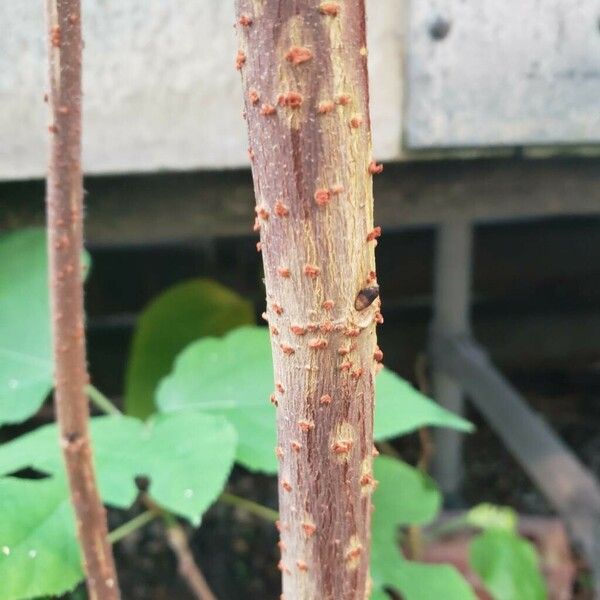 Broussonetia papyrifera Bark