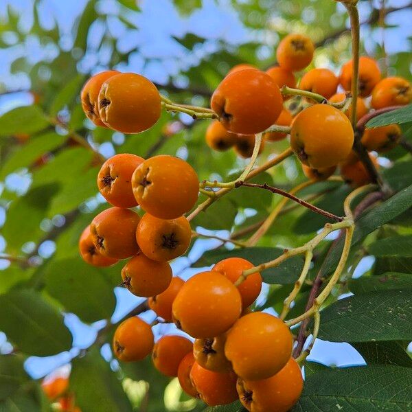 Sorbus aucuparia Gyümölcs