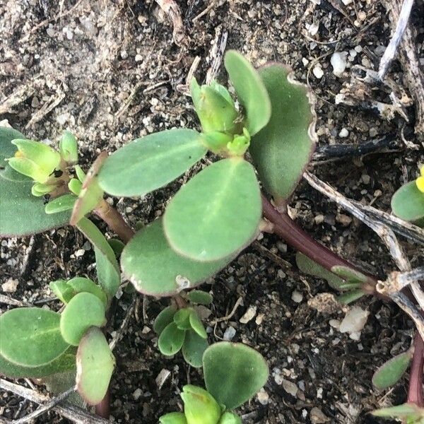 Portulaca oleracea Blatt