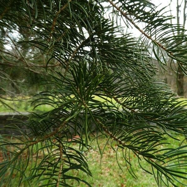 Abies concolor Feuille