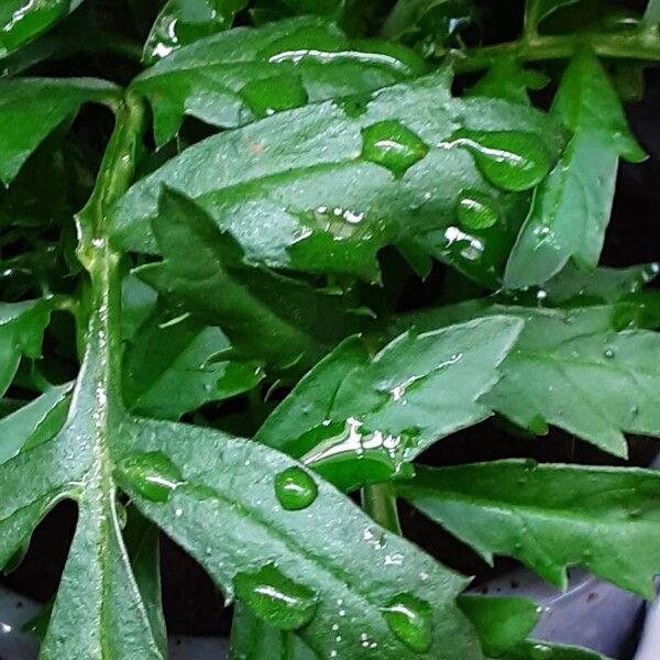 Tagetes erecta ഇല