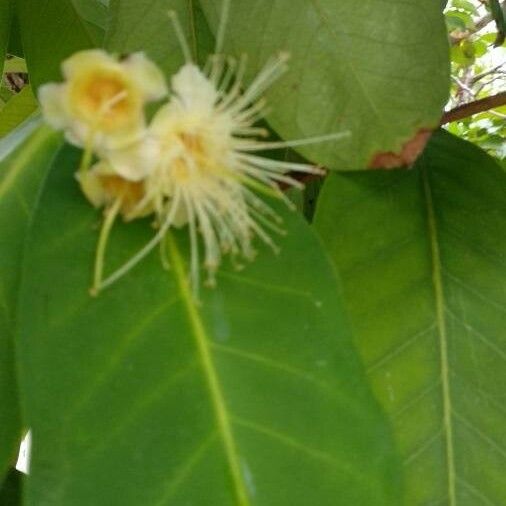 Syzygium samarangense Flower
