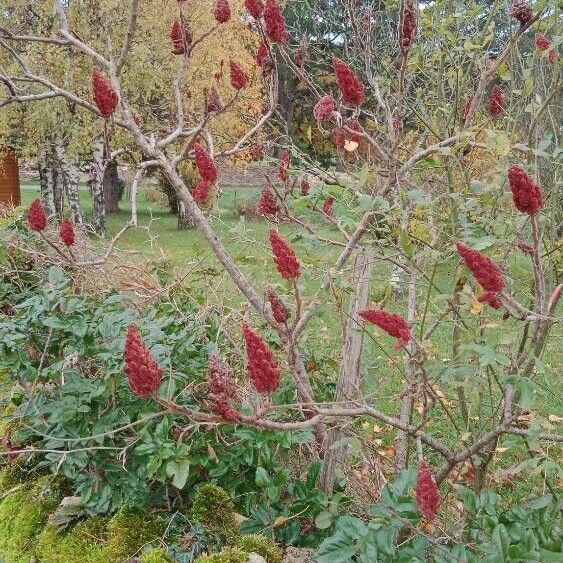 Rhus typhina Хабит