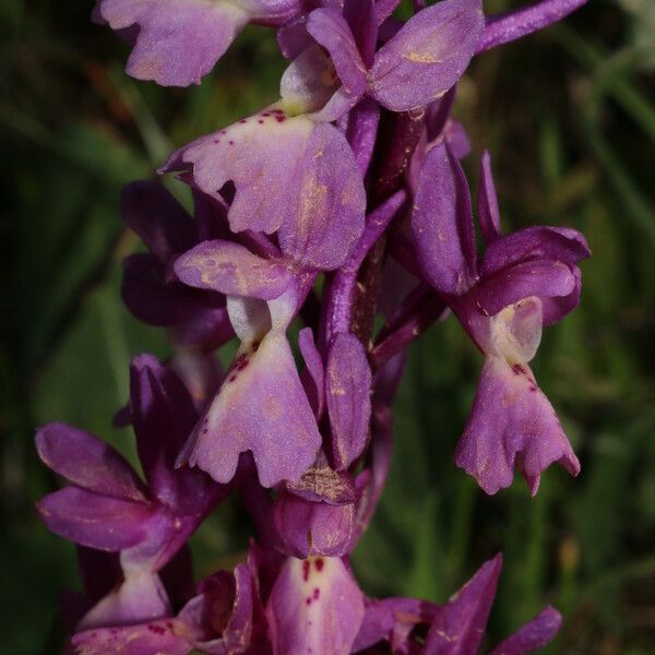 Orchis laeta Цветок