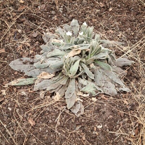 Silene coronaria Habit