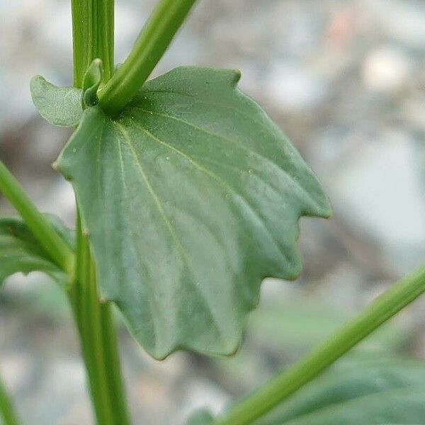 Barbarea orthoceras برگ