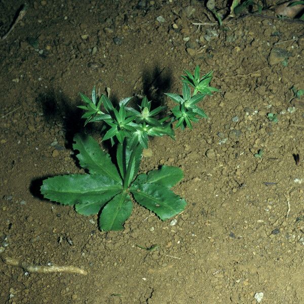 Eryngium foetidum Habit