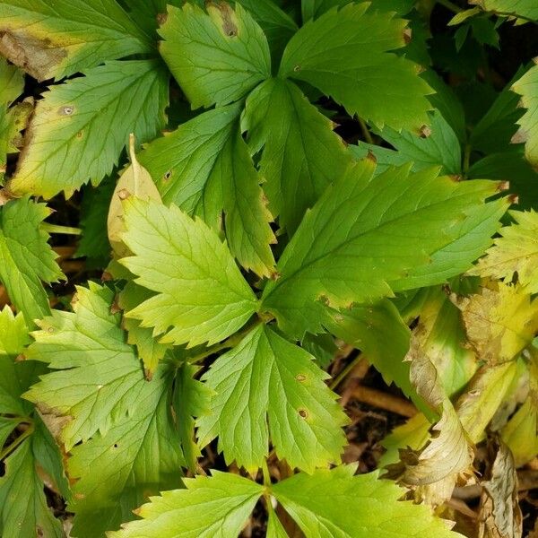 Anemonoides quinquefolia Folha