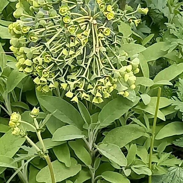 Euphorbia lucida Flor