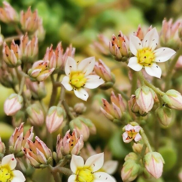 Sedum dasyphyllum Žiedas