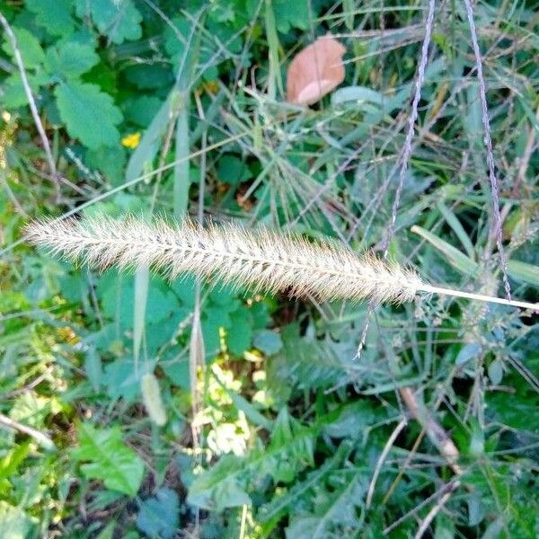 Setaria parviflora Frucht