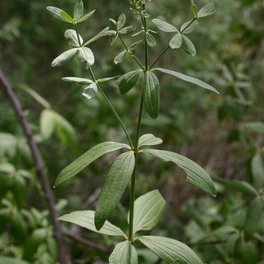 Galium rubioides Egyéb