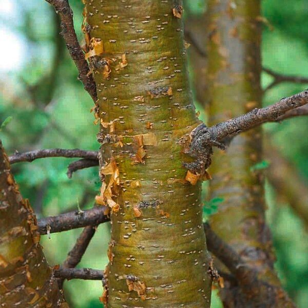 Acacia senegal Bark