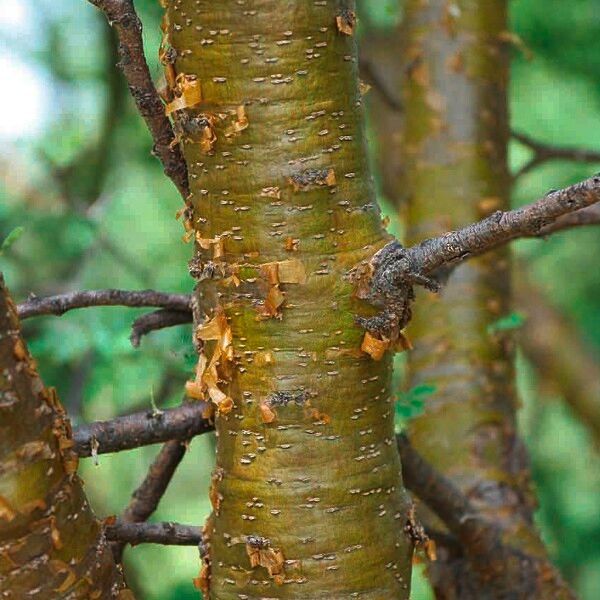 Acacia senegal Écorce