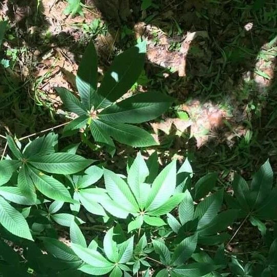 Aesculus hippocastanum Folha