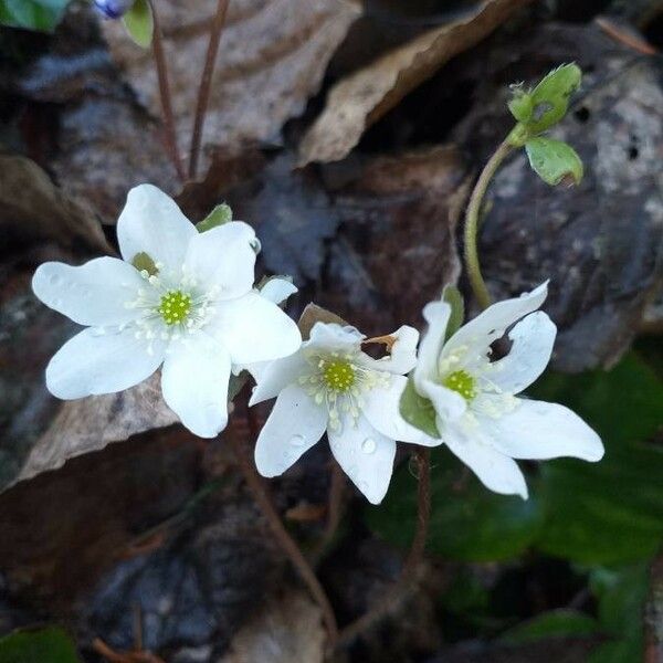 Hepatica nobilis 花