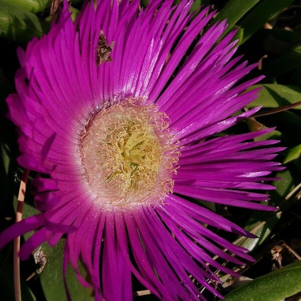 Carpobrotus glaucescens Žiedas