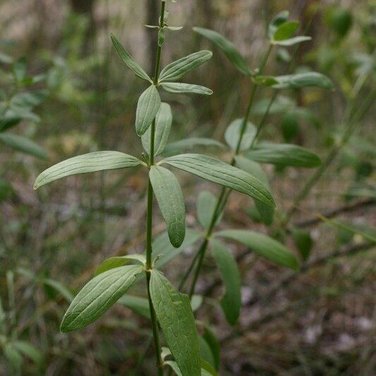 Galium rubioides Egyéb