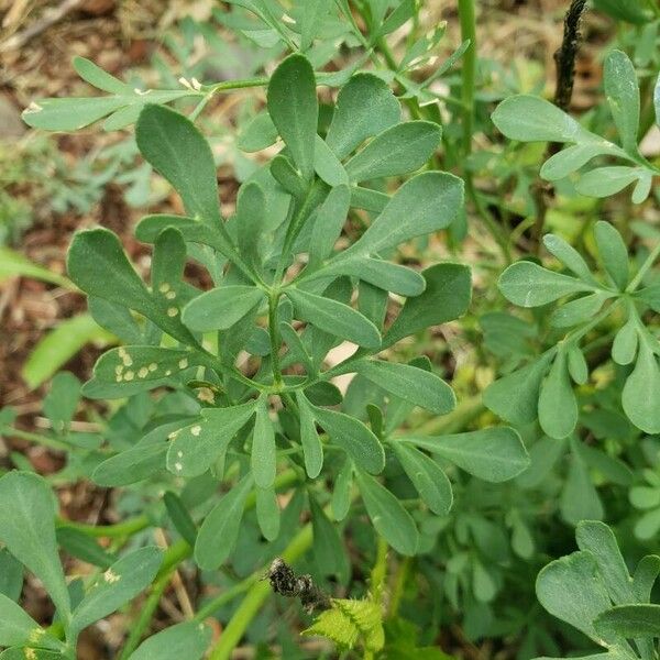 Ruta graveolens Leaf