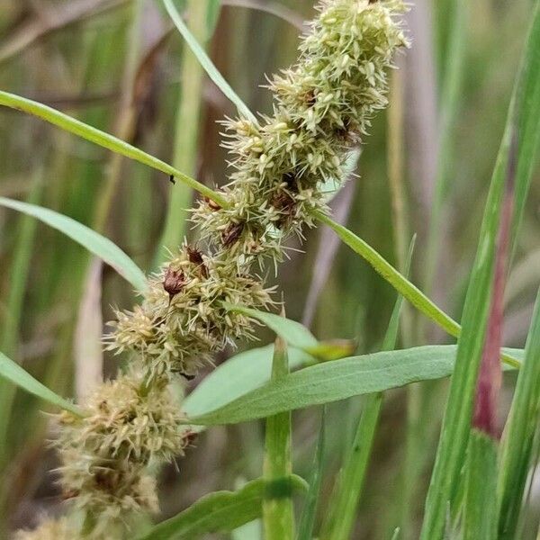 Rumex maritimus Blomma