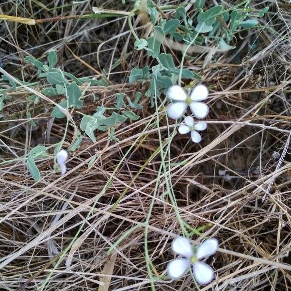 Crambe filiformis Žiedas