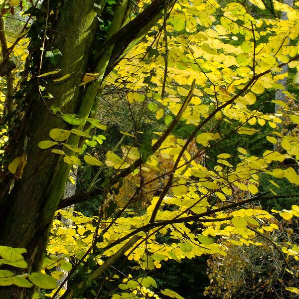 Cercidiphyllum japonicum Liść