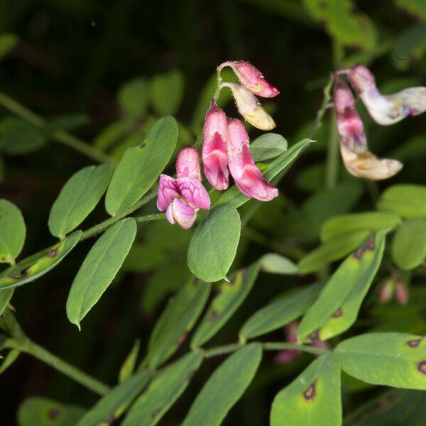 Lathyrus niger Квітка