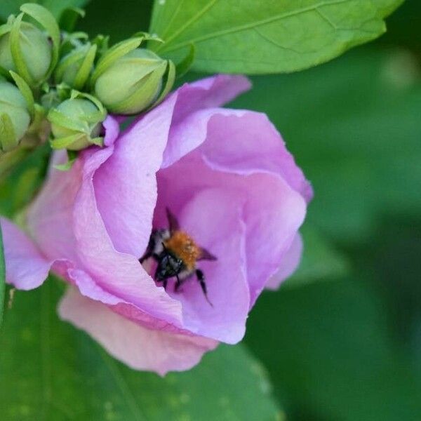 Hibiscus syriacus Květ