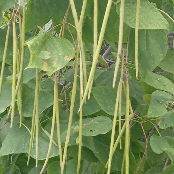 Catalpa bignonioides ᱡᱚ