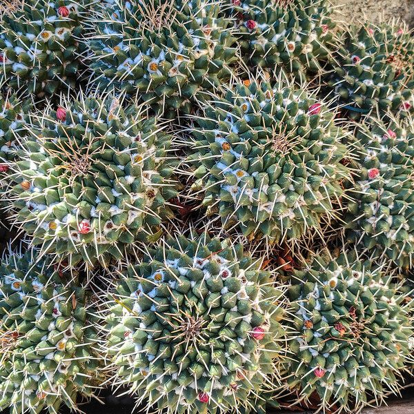 Mammillaria magnimamma Habitus