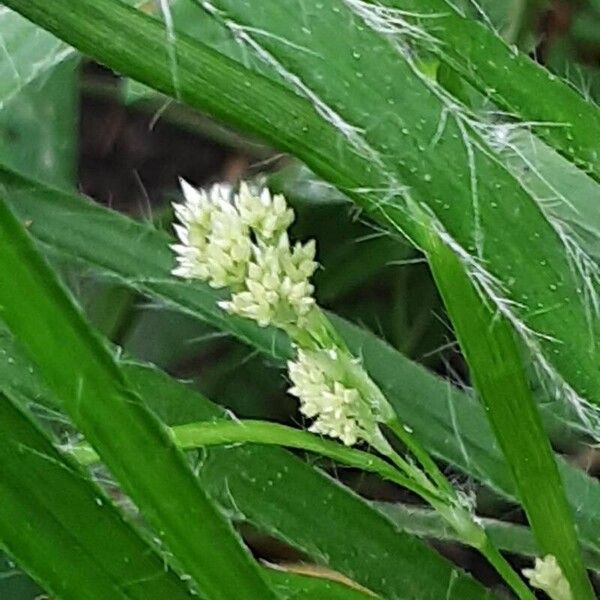 Luzula luzuloides Flower