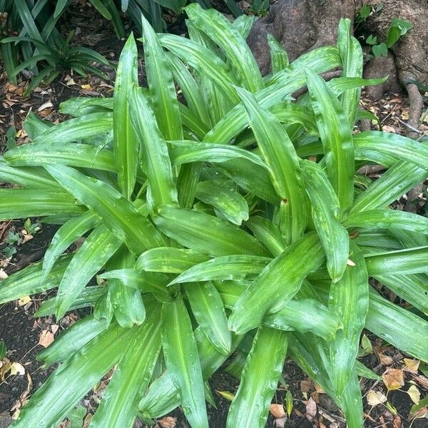 Crinum moorei Leaf